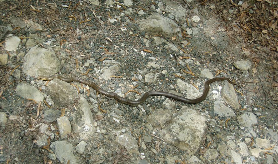 Saettone della Val Pesarina  ( Zamenis longissimus)